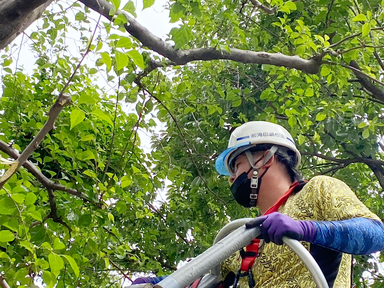 木の手入れをする男性